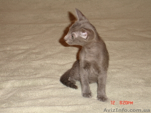 продажа ориентальных котят #55931