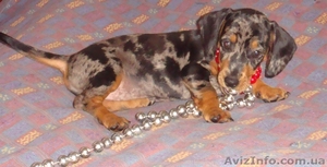 такса девочка редкого мраморного окраса  #55893