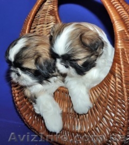 щенки ши-тцу от интернационального чемпиона. #38965