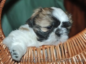 перспективный щенок ши-тцу  #44101