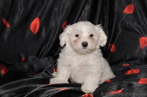 Элитные щенки мальтийской болонки(мальтезе) #30891