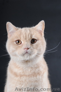 Британские котята от титулованых производителей. Все документы. #52253