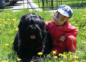 Элитные щенки Русский Черный Терьер #54387