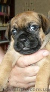 мопс продам за 300 грн #58418