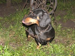 такса прекрасный друг   #49147