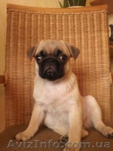 мопс щенок продам #50806