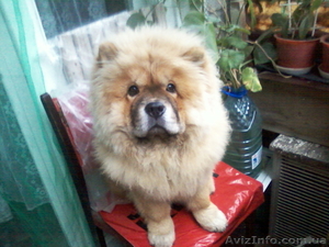 Продам подрощенного чау-чау,  9, 5 мес.,  мальчик,  рыжий #52151