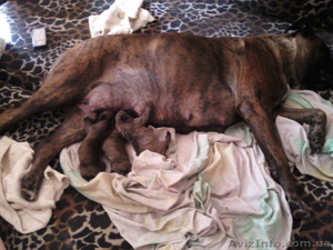 ЩЕНКИ НЕМЕЦКОГО БОКСЕРА #57223