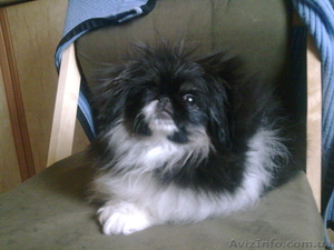 Пекинес Императорская Собака !!!!!!!!!!!!!!!!!!!!!!!!!!!!!!!!!!!!!!!!!!!!!!!!!!! #60090