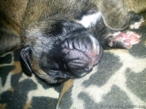 Продам щенка Боксера #54279