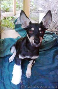 Срочно отдам щенка в хорошие руки! #56489