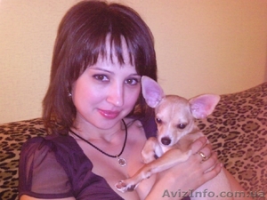 Продам щенка Чихуа-хуа #48230