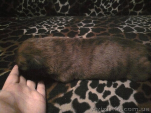 ЩЕНКИ НЕМЕЦКОГО БОКСЕРА......... #59194