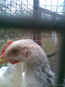 Молодые куры адлер серебристый #48822