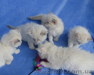 котята невской маскарадной #53479