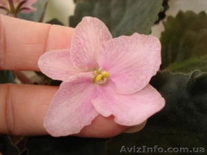 Сортовые фиалки #55147