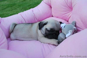 Щенки мопса бежевого окраса #54744