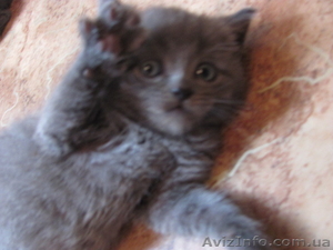Шотландских и британских котят #54889