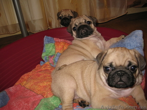Продаются Щенки Мопсики                                                          #48282