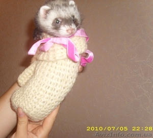 хорек.фретка.Срочно продам.скидки!!!!! #56444