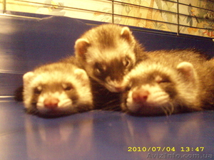 хорек.фретка.есть клубные-дороже, и обычные-отдаю срочно, малышам 3 месяца. #56555