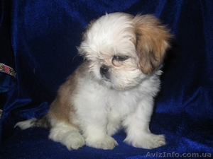 ши-тцу щенки очаровательные детки #51699
