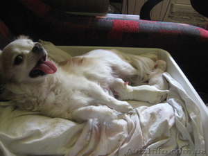 продам чихуахуа #57913