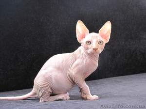 продам котят канадского сфинкса #52825