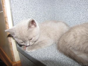 Продам чистокровных британских котят! #58767