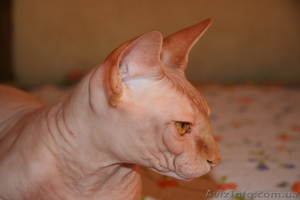 КОТ сфинкс для вязки #59943