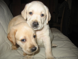 Клубные щенки лабрадора с прекрасным выставочным потенциалом! #58268