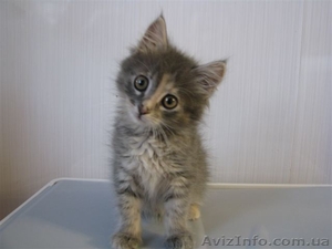 Отдам котенка в хорошие руки. #57690