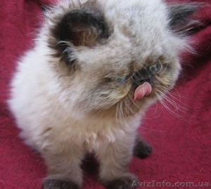 продаются персидские экстремальные котята #49761