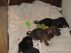 продаются милые щенки Таксы  #54421