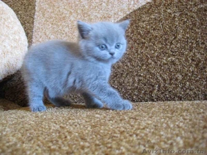 родажа шотландских вислоухих и прямоухих котят,  Днепропетровск #59639