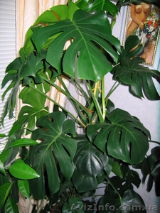 Монстера,  Продам срочно #49005