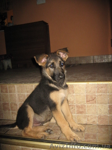 щенков немецкой овчарки #48057