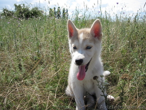 Продается щенок хаски #53569