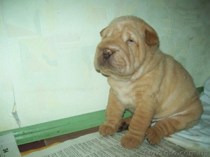 Срочно!!! Щенки шар-пея #48551