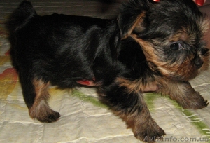 Продаются щеночки  йорка #51667
