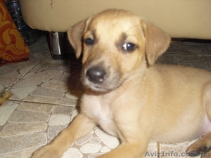 Щенки в дар хорошим людям!!! #56476