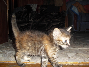 Котята - бесплатно,  ловчие,  причены к лотку! #50038