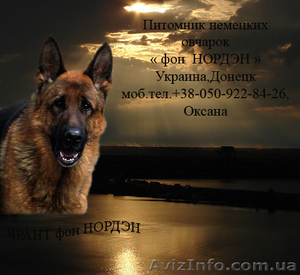 Щенки немецкой овчарки от высококлассных родителей #56979