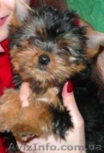 Щенки йоркширского терьера мини #49086