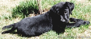 Отдам лабрадорчика в надежные руки #54467