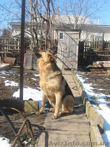 Щенки немецкой овчарки, дети чемпиона #48567