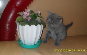 Скоттиш страйт  #58221