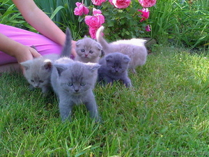 Скотиш фолды и страйты #51836