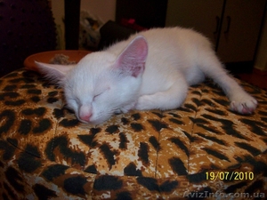 Белоснежная кошечка #55261