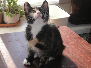 котята курильского бобтейла срочно! #50423